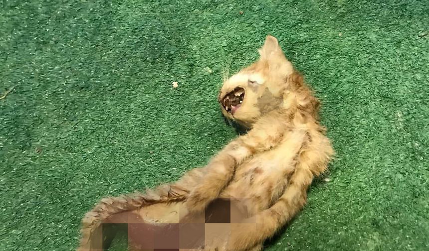 Kediler parçalanmış halde bulundu