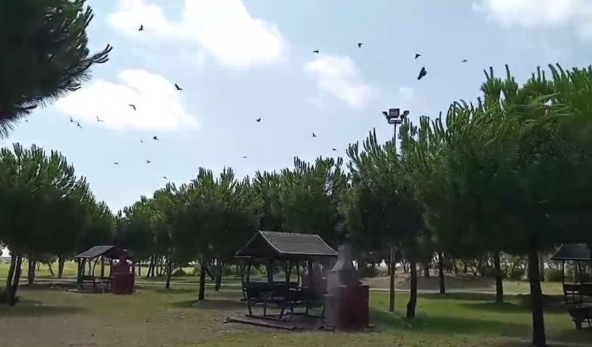 Kargaların alçak uçuşu yaralı kargayı kurtardı
