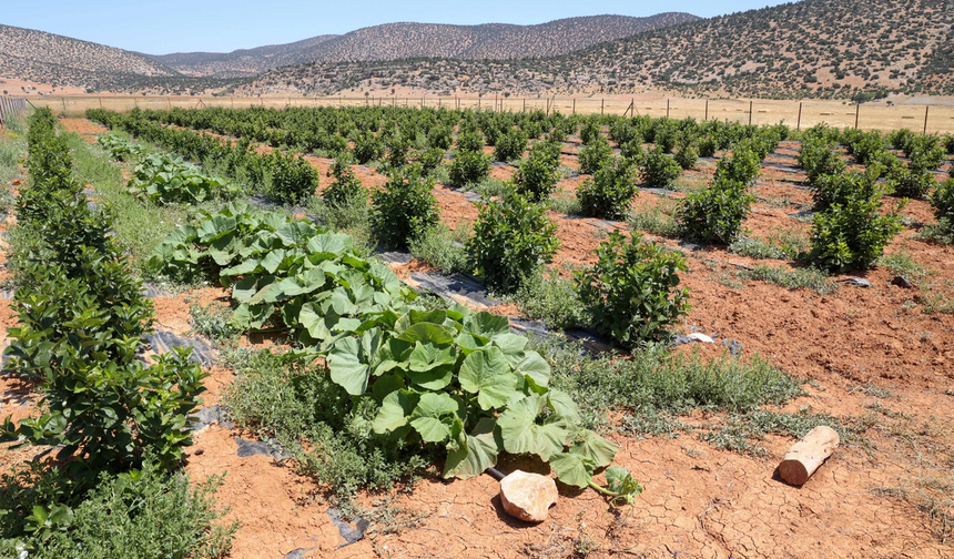Antalya'da zirve tarımın