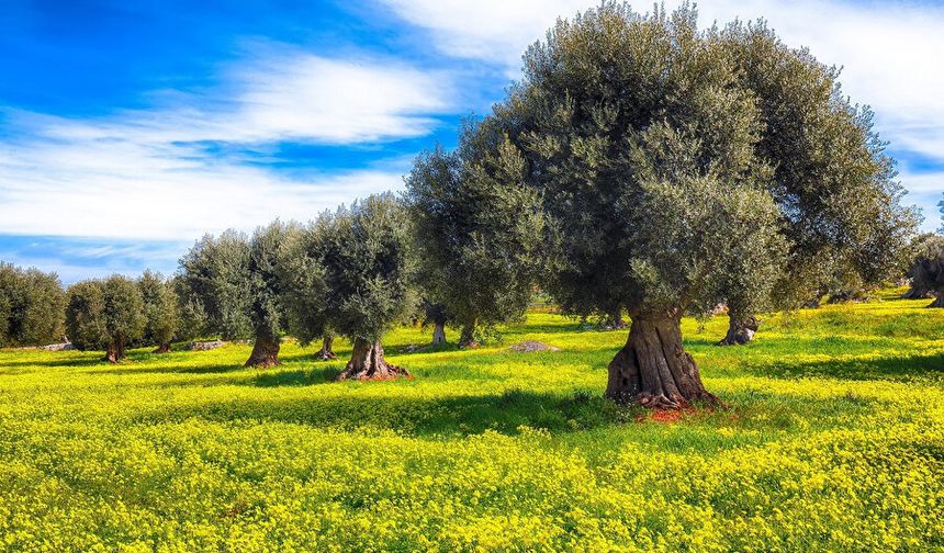 Su krizine en  uygun bitki