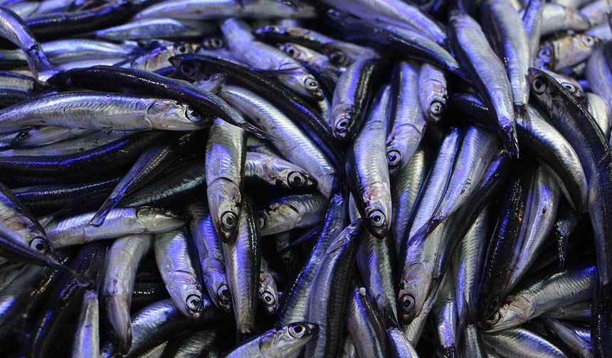 Balık tezgahları hamsi ile doldu