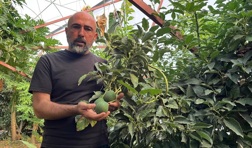 Alanya tropikal meyvede zirvede