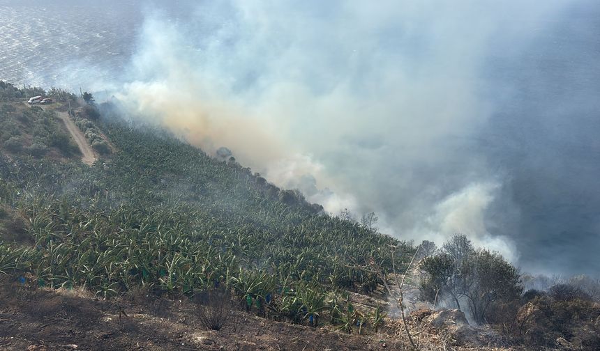 Gazipaşa'da muz bahçesinde yangın