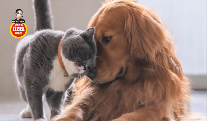 Evcil hayvan sahiplerine uyarı