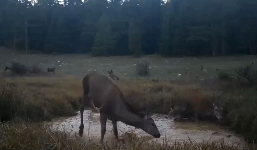 Kızıl geyikler fotokapana yakalandı