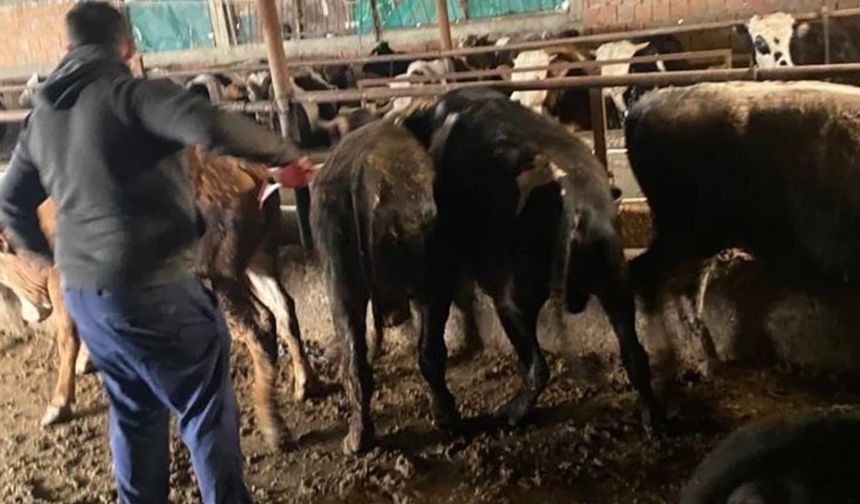 Kaçak hayvanlar ölümlere sebep oluyor