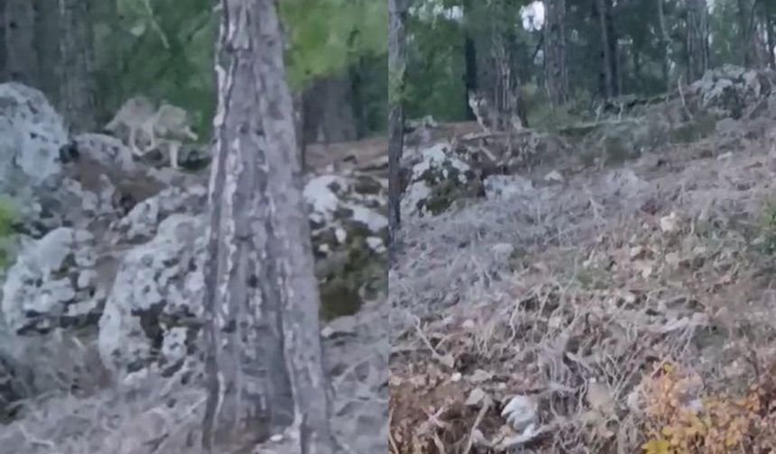 Alanya'da aç kalan kurtlar şehre indi