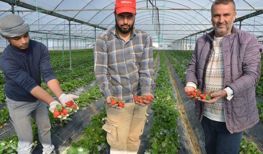 Antalya'da çilek hasadı başladı