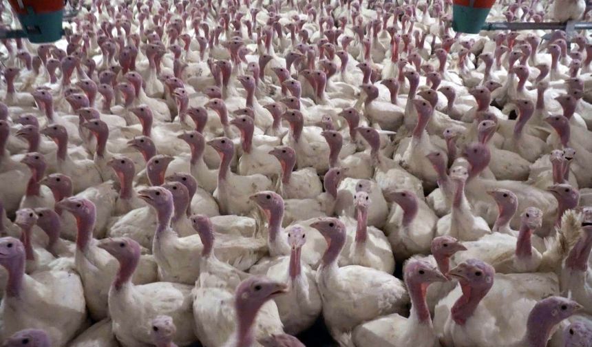 Yılbaşı hindisi 1000 TL