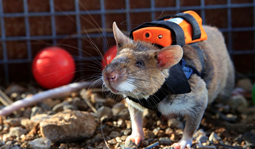 Antalya'nın kahraman fareleri