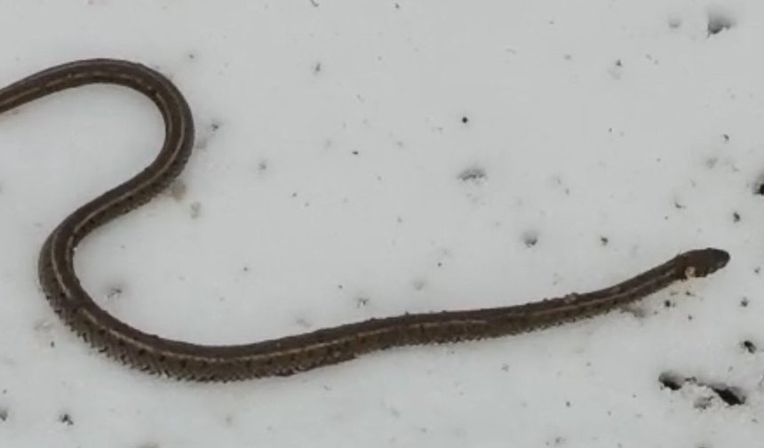 Su arızasına giderken 1 metrelik yılan çıktı