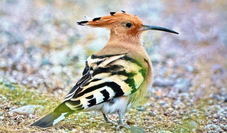 Antalya'da renkli bahar göçü