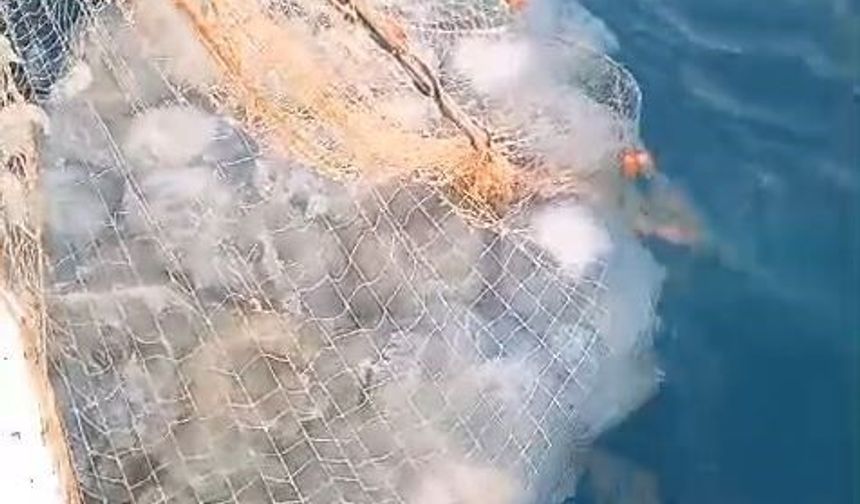 Balıkçıların kabusu oldular