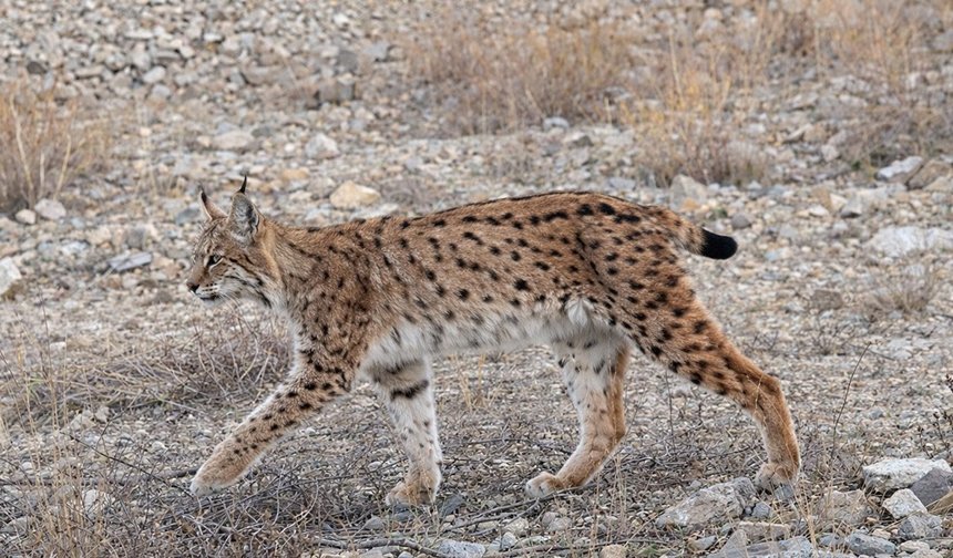 'Ormanın hayaleti' görüntülendi