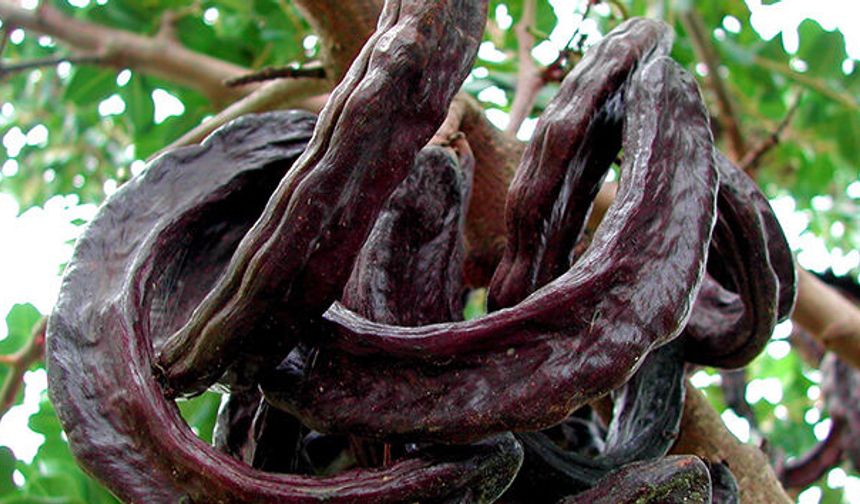 Antalya'da üreticiye alternatif kazanç kapısı!