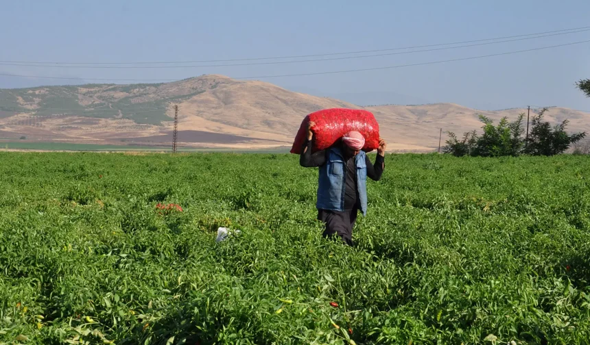 Maliyetler artıyor, üretici eziliyor