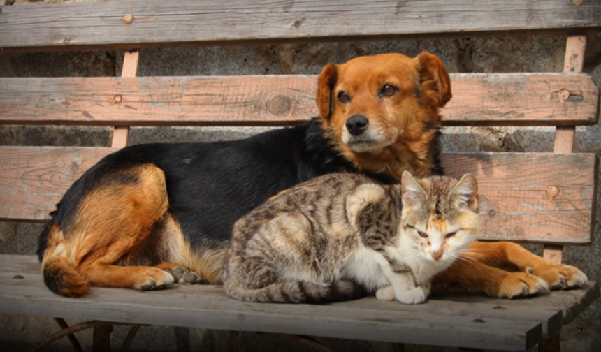 Sokak hayvanları için kalıcı çözüm çağrısı