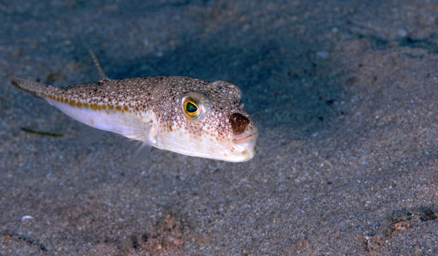 291 bin 547 balon balığı yakalandı