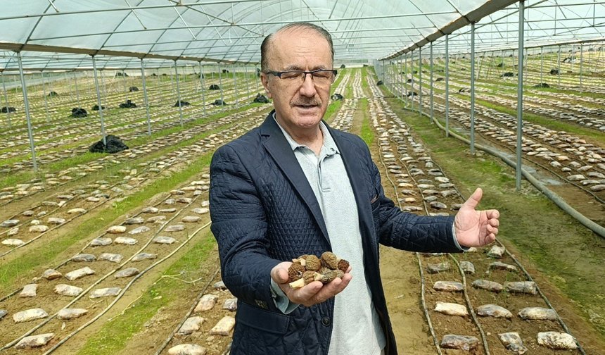 Antalya'da serada kuzugöbeği üretimi