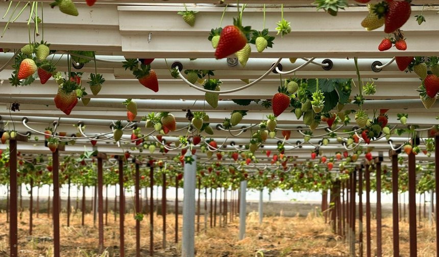 Topraksız üretimle dünya pazarına açıldı