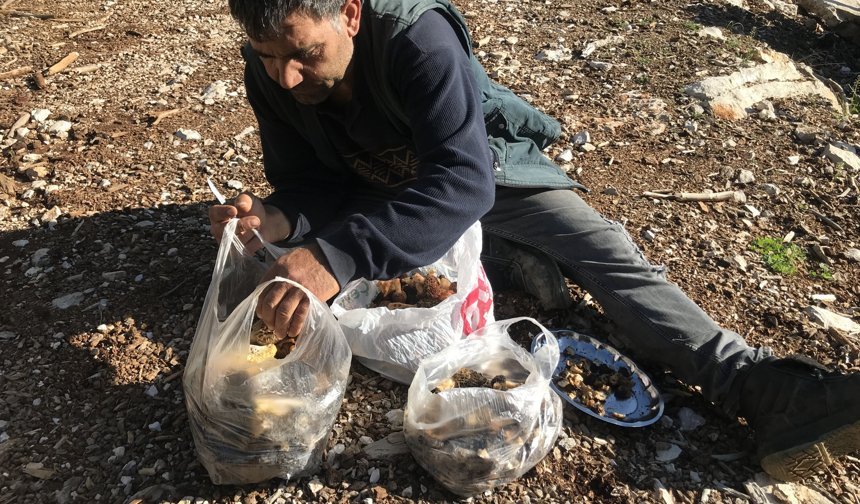 Antalya'da 'göbek' sezonu başladı