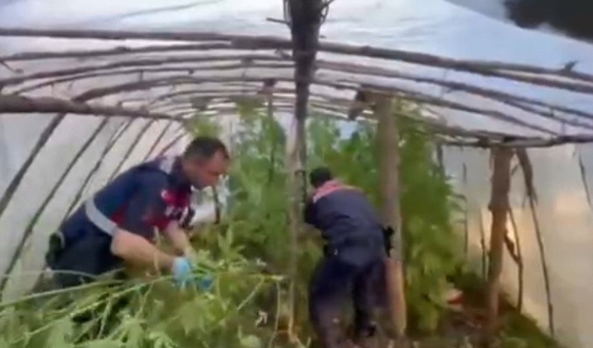 Serik'te uyuşturucu tarlası