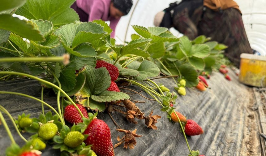 Fiyat farkına üretici bile inanamıyor