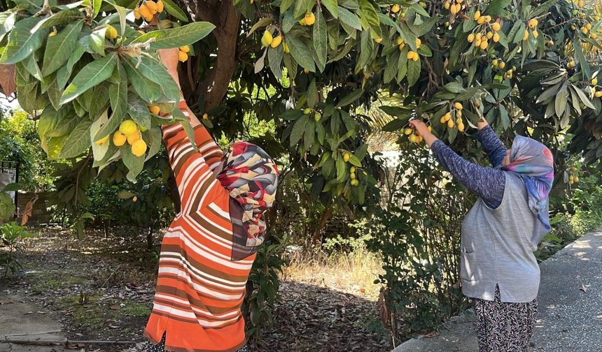 Alanya'da poşetini alan tarlaya koştu