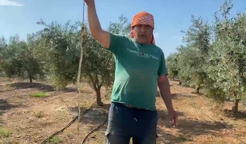 Karpuz toplarken yılanla burun buruna geldi