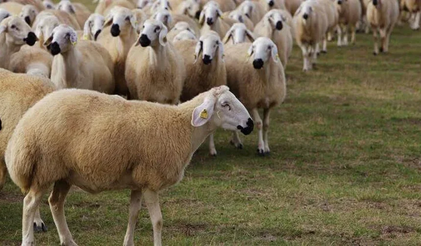 Kurban bedeline tepkiler büyüyor