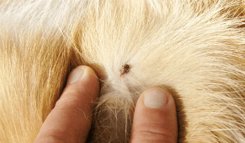 Kene sezonu başladı