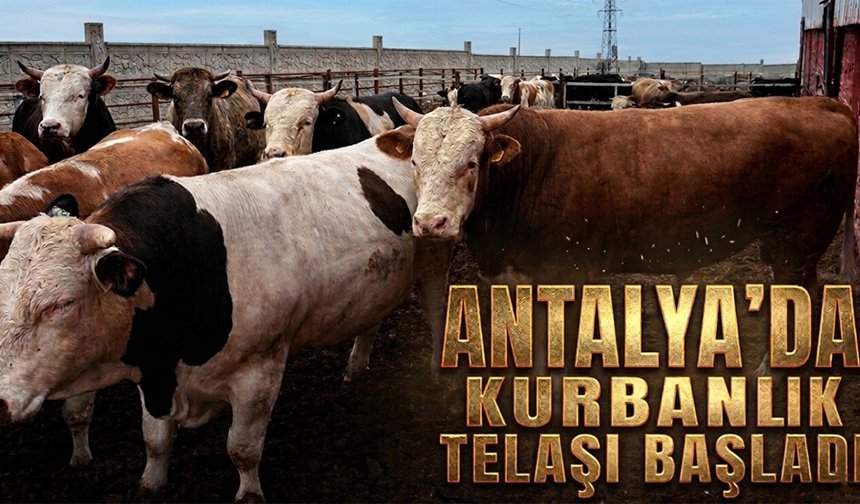 Antalya’da kurbanlık telaşı başladı