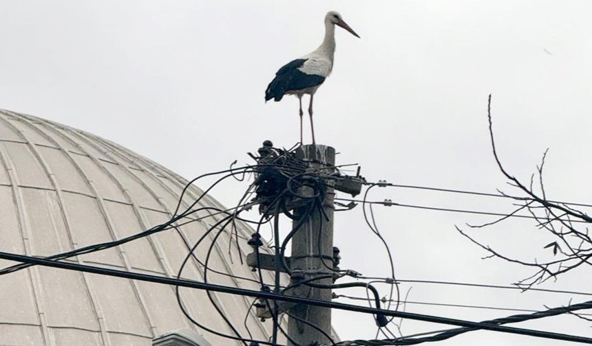 Serik'te leyleklerin ‘yuva’ kararsızlığı