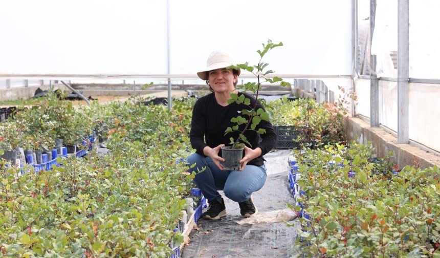 Büyükşehir'den fidan desteği