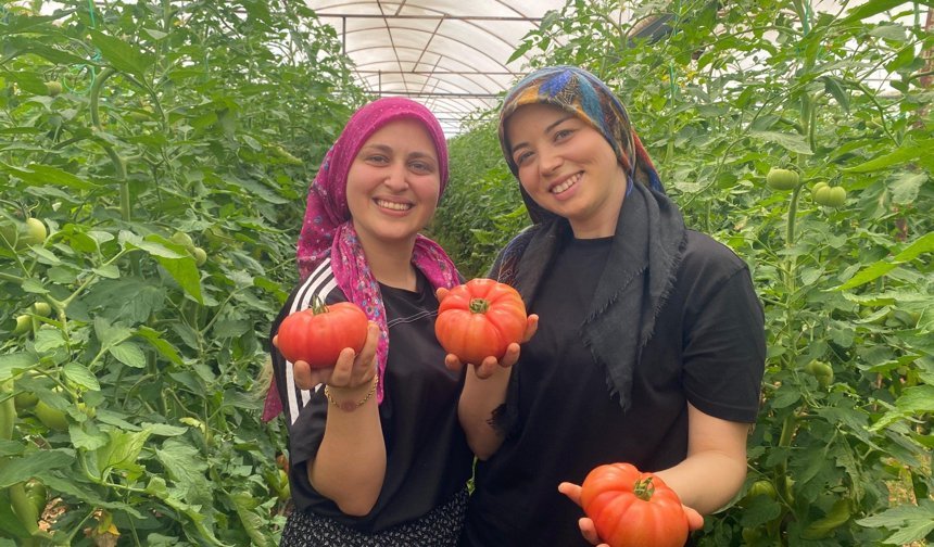 Aksu'da hasat zamanı