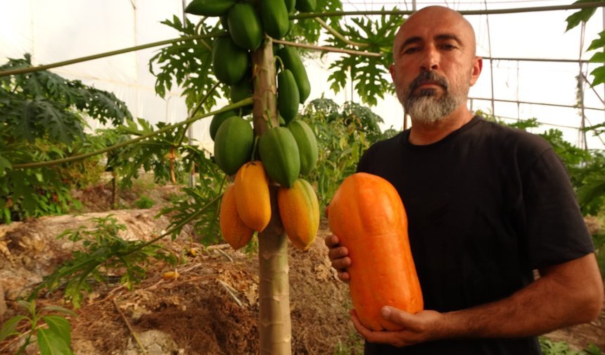 Alanya'da papaya hasadı başladı