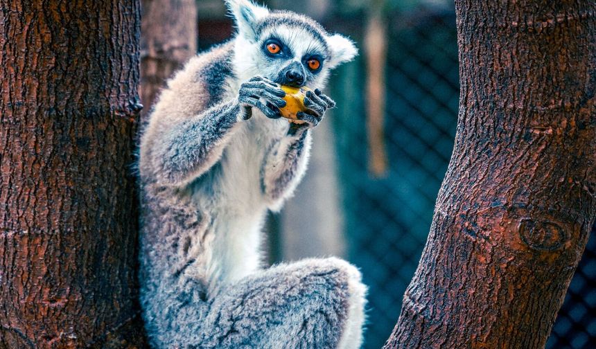 Antalya'da yavru lemur sevinci