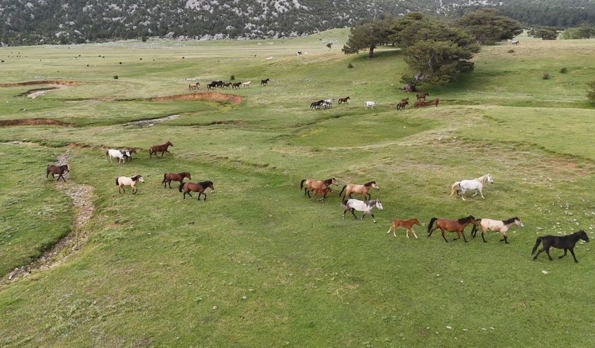 Torosların yılkı atları