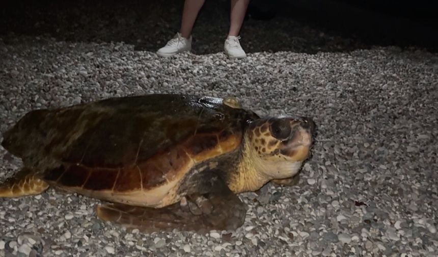 Konyaaltı Sahili'nde dev caretta