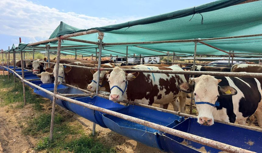 Kepez'de kurban satışı başladı