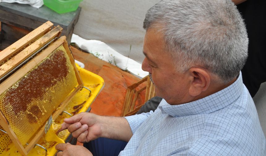 Gazipaşa'da 'acı bal' hasadı başladı