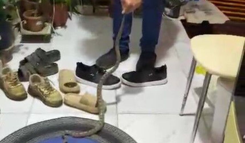 Eve giren yılanla muhabbeti güldürdü