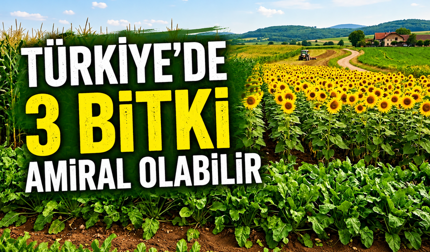 Türkiye’de 3 bitki amiral olabilir