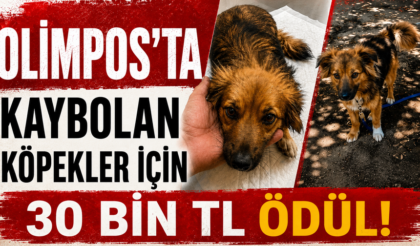 Olimpos'ta kaybolan köpekler için 30 bin TL ödül!