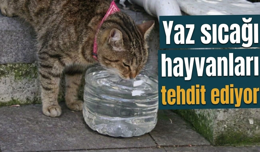 Yaz sıcağı hayvanları tehdit ediyor