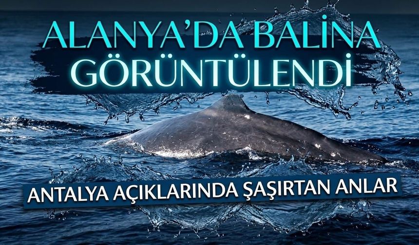 Alanya'da balina görüntülendi
