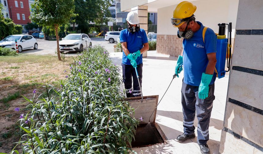 Antalya'da vektörle mücadele sürüyor