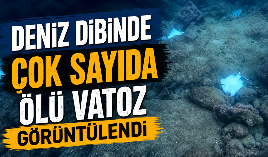 Deniz dibinde çok sayıda ölü vatoz görüntülendi