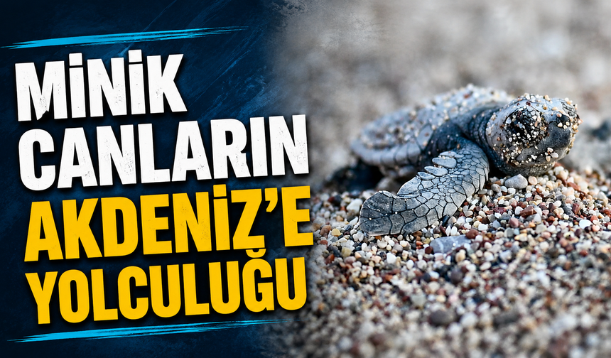 Minik canların Akdeniz'e yolculuğu