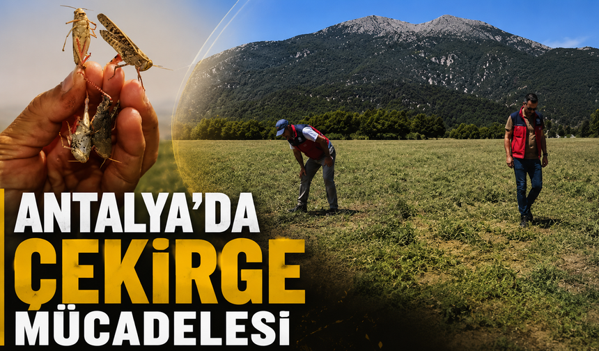 Antalya'da çekirge mücadelesi